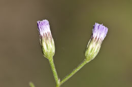 Sivun Cyanthillium cinereum (L.) H. Rob. kuva