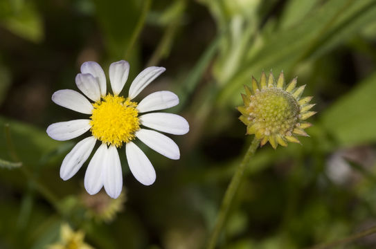 Astranthium ciliatum (Rafin.) G. L. Nesom resmi