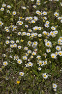 Image of entireleaf western daisy
