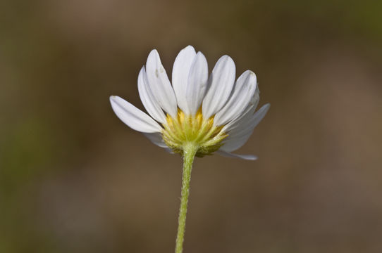 Astranthium ciliatum (Rafin.) G. L. Nesom resmi