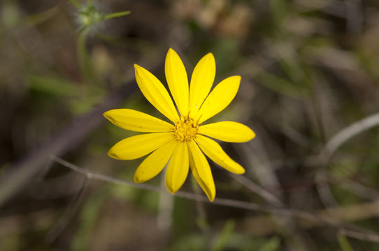 Image of Texas chrysopsis