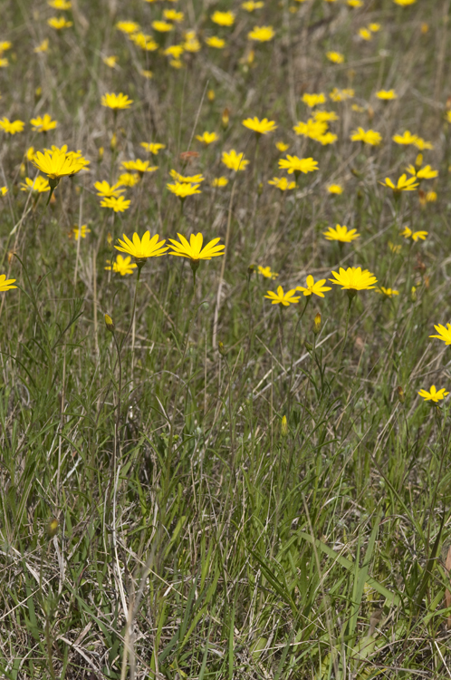 Image of Texas chrysopsis