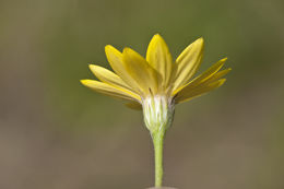 Image of Texas chrysopsis