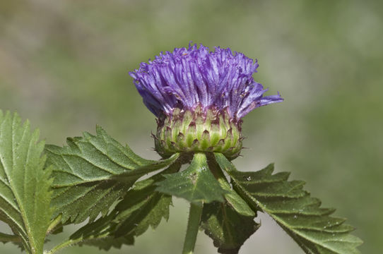 Plancia ëd Centratherum punctatum Cass.