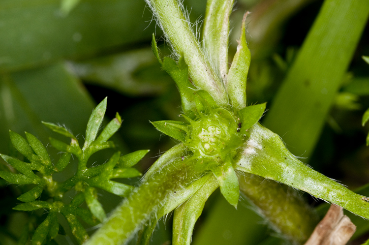 Image of field burrweed