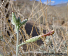 Image of Coulter's lyrepod