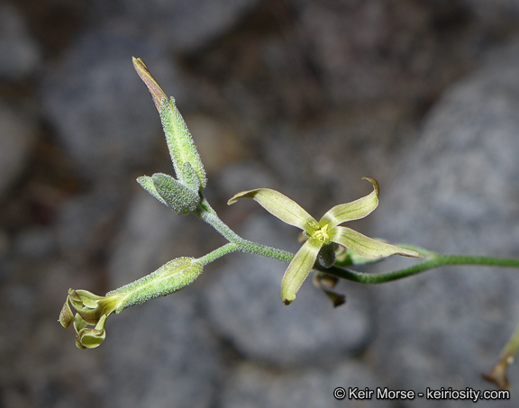 Image of Coulter's lyrepod