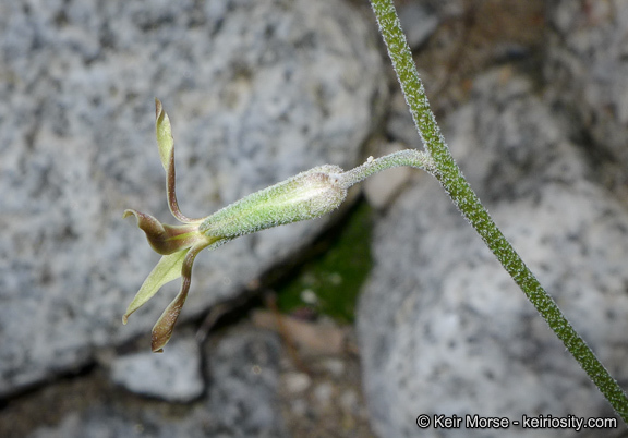 Image of Coulter's lyrepod