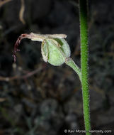 Image of Coulter's lyrepod