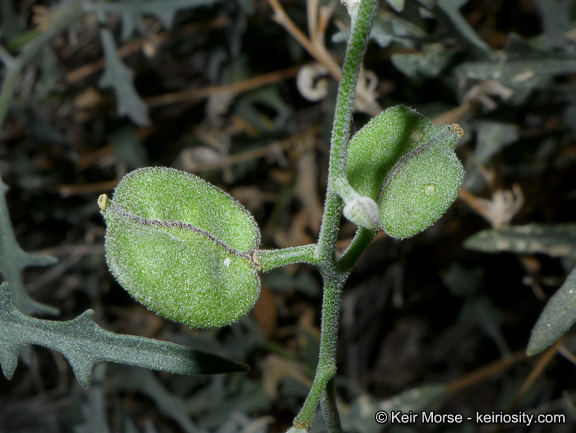 Image of Coulter's lyrepod