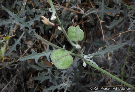 Image of Coulter's lyrepod