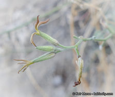 Image of Coulter's lyrepod