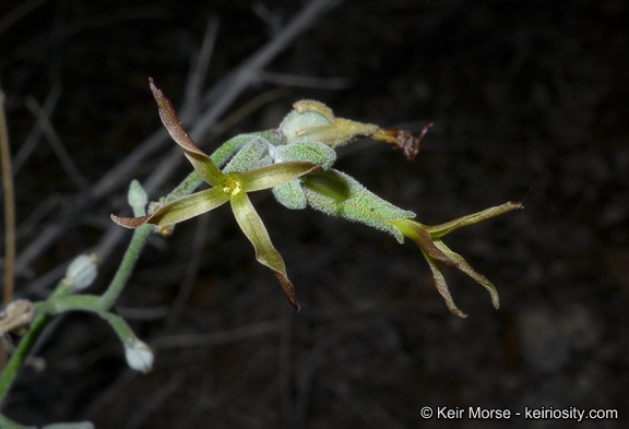 Image of Coulter's lyrepod