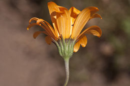 Image de Dimorphotheca sinuata DC.