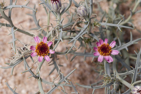 Image of Mojave hole-in-the-sand plant