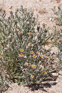 Image of Mojave hole-in-the-sand plant