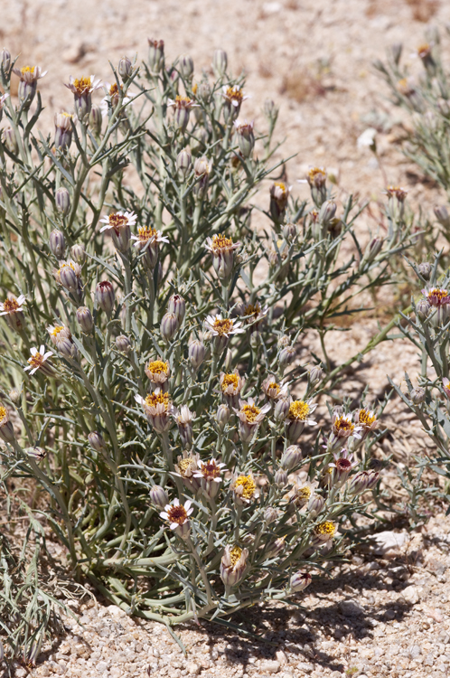 Image of Mojave hole-in-the-sand plant