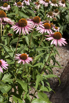 Imagem de Echinacea purpurea (L.) Moench