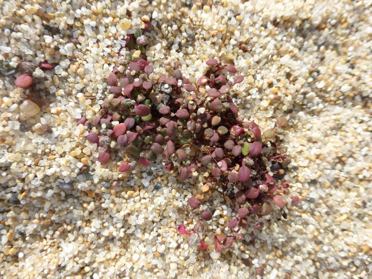 Image of seaside buckwheat