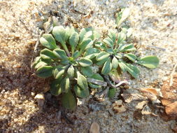 Imagem de Erysimum menziesii (Benth. & Hook. fil.) Wettst.