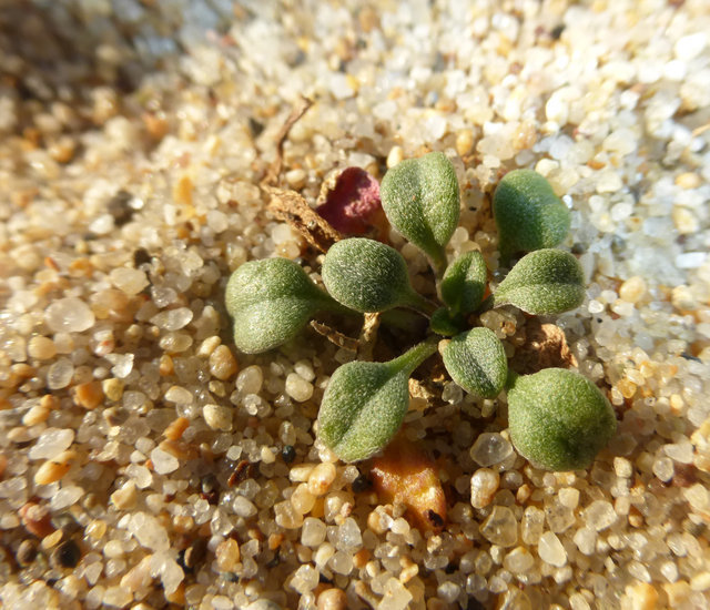 Imagem de Erysimum menziesii (Benth. & Hook. fil.) Wettst.