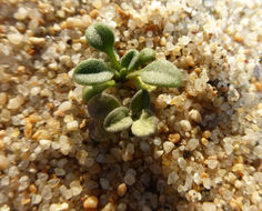 Imagem de Erysimum menziesii (Benth. & Hook. fil.) Wettst.