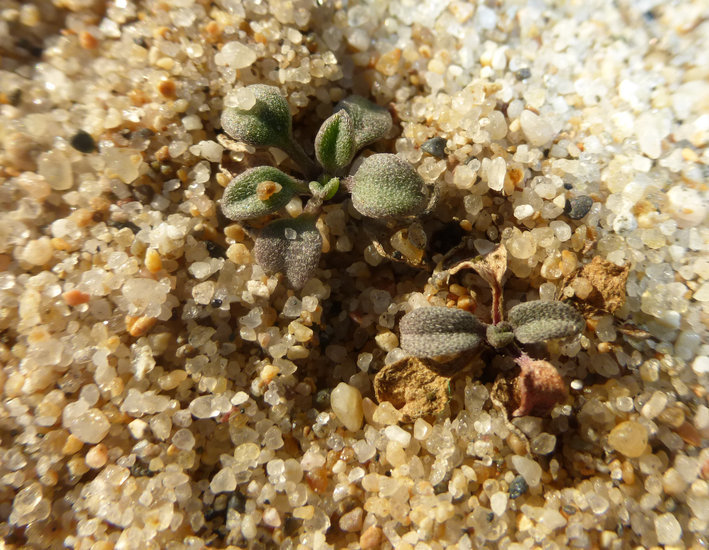 Imagem de Erysimum menziesii (Benth. & Hook. fil.) Wettst.