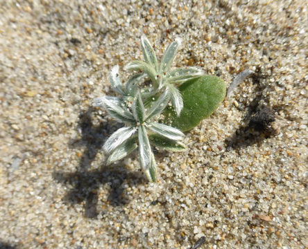 Image of Chamisso bush lupine