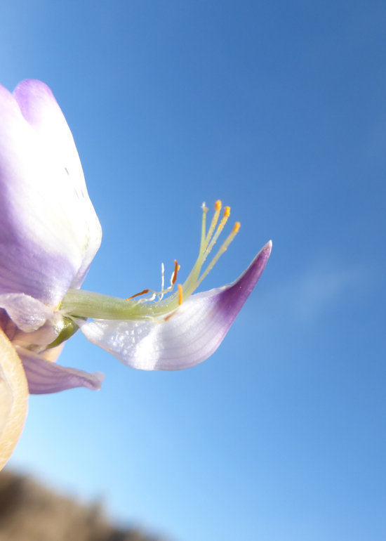 Image of Chamisso bush lupine