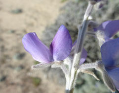 Image of Chamisso bush lupine