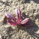 Image of California ragwort