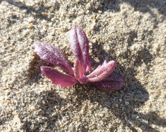 Senecio californicus DC. resmi