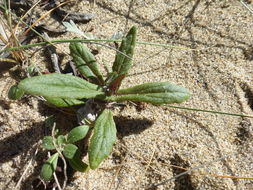 Senecio californicus DC. resmi