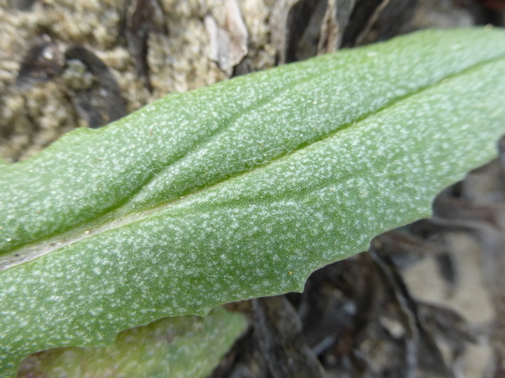 Senecio californicus DC. resmi