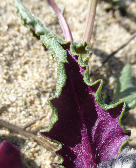 Senecio californicus DC. resmi