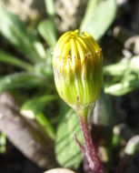 Senecio californicus DC. resmi