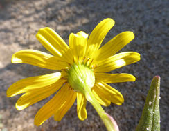 Senecio californicus DC. resmi