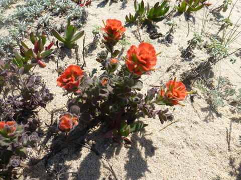 Image of Monterey Indian paintbrush