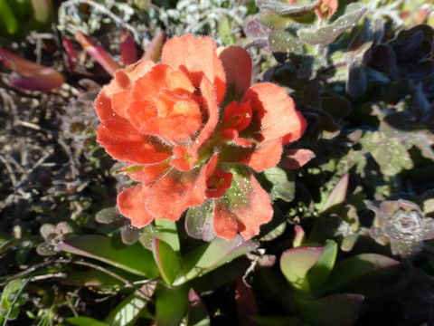 Image of Monterey Indian paintbrush