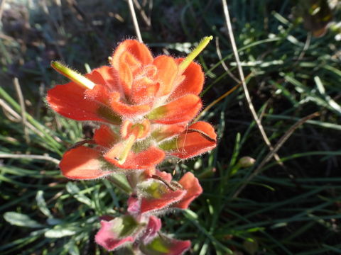 Слика од Castilleja latifolia Hook. & Arn.