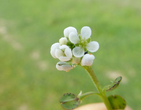 Image of shining pepperweed