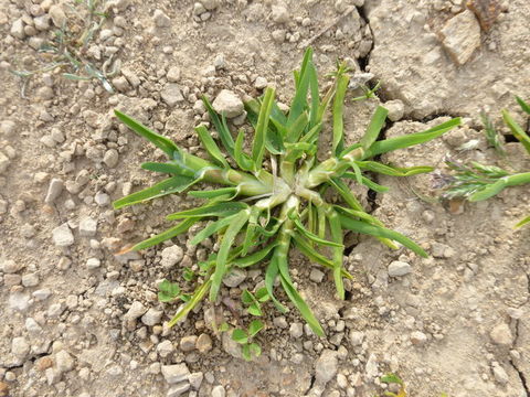 Image of Annual Meadow Grass