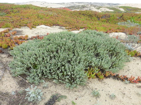 Image of California goldenbush