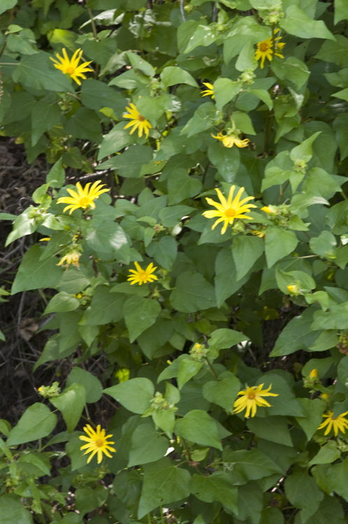 Venegasia carpesioides DC. resmi