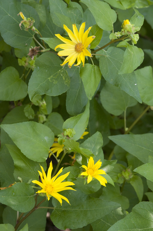 Venegasia carpesioides DC. resmi