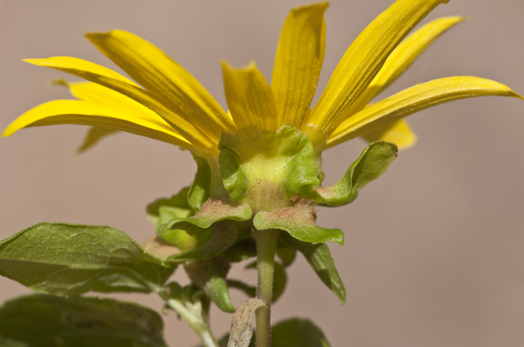 Venegasia carpesioides DC. resmi