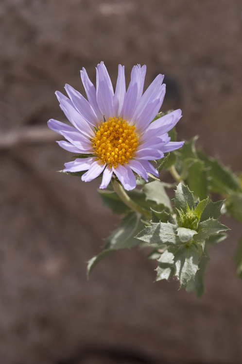 Image of Orcutt's aster