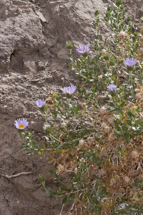 Image of Orcutt's aster