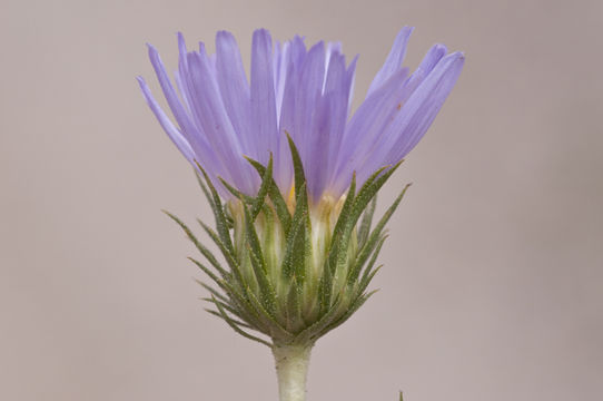 Image of Orcutt's aster