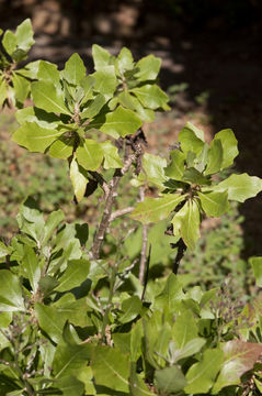 Plancia ëd Munzothamnus blairii (Munz & I. M. Johnston) Raven